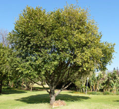 Diospyros mespiliformis West African Ebony, Monkey guava, jackalberry