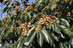 Diospyros lotus Date Plum