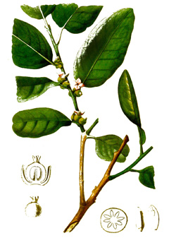 Diospyros ebenum Ebony, Ceylon Ebony, Mauritius Ebony, Ebony Persimmon Diospyros ebenum Ebony, Ceylon Ebony, Mauritius Ebony, Ebony Persimmon