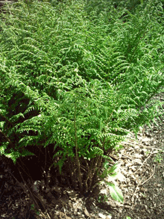 Dryopteris dilatata Shield Fern Dryopteris dilatata Shield Fern
