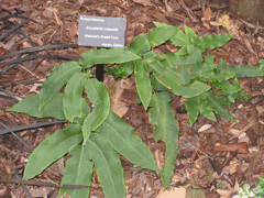 Dryopteris sieboldii Dryopteris sieboldii