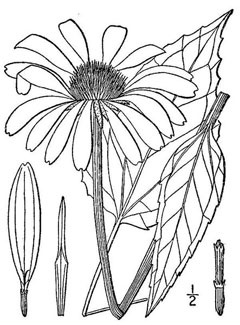Echinacea purpurea Echinacea, Eastern purple coneflower, Hedge Coneflower, Black Sampson , Purple Coneflower