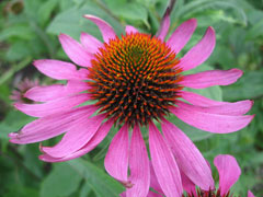 Echinacea purpurea Echinacea, Eastern purple coneflower, Hedge Coneflower, Black Sampson , Purple Coneflower