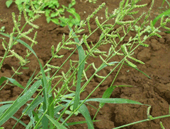 Echinochloa colona Jungle Rice Echinochloa colona Jungle Rice