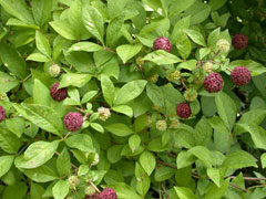 Eleutherococcus sessiliflorus 