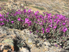 Epilobium latifolium River Beauty