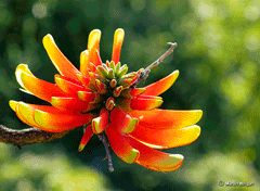 Erythrina acanthocarpa 