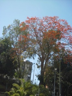 Erythrina poeppigiana Mountain Immortelle. Madre de Cacao