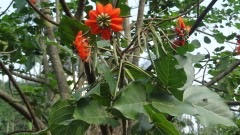 Erythrina subumbrans Dadap. December tree Erythrina subumbrans Dadap. December tree