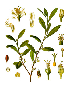 Erythroxylum coca Coca, Little Coca