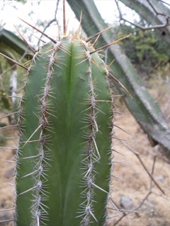 Escontria chiotilla Chiotilla, Jiotilla Escontria chiotilla Chiotilla, Jiotilla