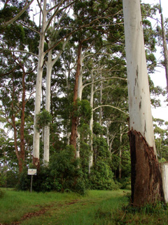 Eucalyptus grandis Flooded Gum, Gum, Rose Eucalyptus Eucalyptus grandis Flooded Gum, Gum, Rose Eucalyptus