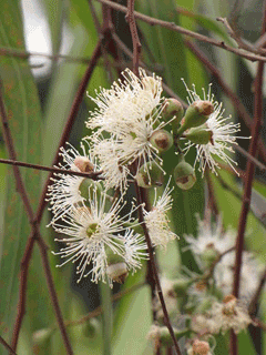 Eucalyptus citriodora Lemon-Scented Gum, Lemon Scented Eucalyptus Eucalyptus citriodora Lemon-Scented Gum, Lemon Scented Eucalyptus