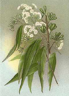 Eucalyptus microcorys Tallow Wood, Australian tallowwood Eucalyptus microcorys Tallow Wood, Australian tallowwood