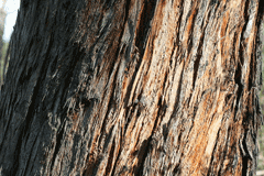 Eucalyptus obliqua Messmate