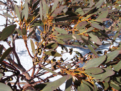 Eucalyptus pauciflora Cabbage Gum, Snow gum Eucalyptus pauciflora Cabbage Gum, Snow gum