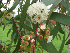 Eucalyptus pauciflora Cabbage Gum, Snow gum Eucalyptus pauciflora Cabbage Gum, Snow gum