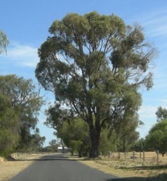 Eucalyptus gomphocephala Tuart. Tuart Gum Eucalyptus gomphocephala Tuart. Tuart Gum