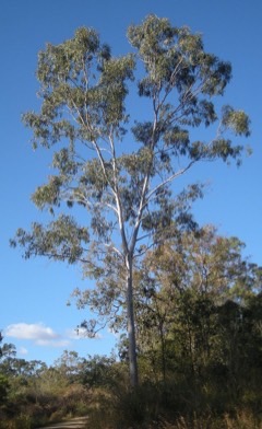 Eucalyptus tereticornis Forest Red Gum Eucalyptus tereticornis Forest Red Gum