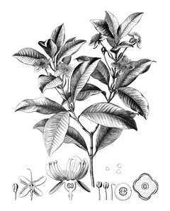 Eugenia brasiliensis Grumichama, Brazilian Plum