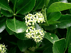 Euonymus japonicus Japanese Spindle Tree, Box-leaf Euonymus, Evergreen Euonymus, Japanese Euonymus Euonymus japonicus Japanese Spindle Tree, Box-leaf Euonymus, Evergreen Euonymus, Japanese Euonymus