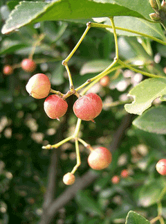 Euonymus japonicus Japanese Spindle Tree, Box-leaf Euonymus, Evergreen Euonymus, Japanese Euonymus Euonymus japonicus Japanese Spindle Tree, Box-leaf Euonymus, Evergreen Euonymus, Japanese Euonymus