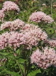 Eupatorium cannabinum Hemp Agrimony Eupatorium cannabinum Hemp Agrimony