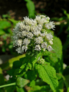 Eupatorium perfoliatum Thoroughwort, Boneset,  Common boneset