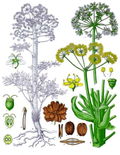 Ferula foetida Asafoetida - Devil Ferula foetida Asafoetida - Devil