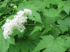 Filipendula kamtschatica Filipendula kamtschatica