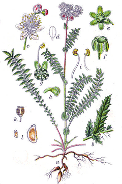 Filipendula vulgaris Dropwort, Meadowsweet Filipendula vulgaris Dropwort, Meadowsweet