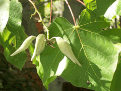 Firmiana simplex Chinese Parasol Tree, Chinese parasoltree, Japanese Varnish Tree, Chinese Parasol Tree Firmiana simplex Chinese Parasol Tree, Chinese parasoltree, Japanese Varnish Tree, Chinese Parasol Tree