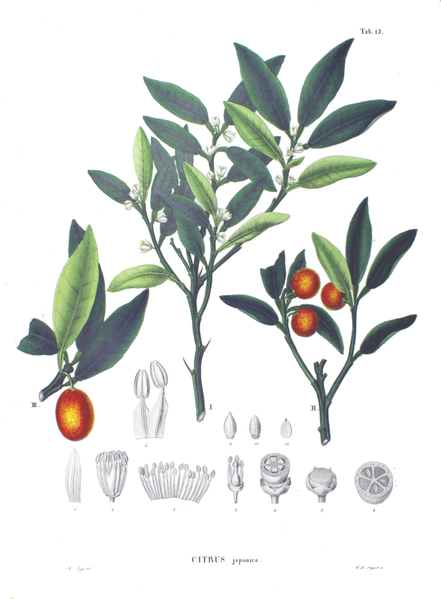 Fortunella japonica Round Kumquat Fortunella japonica Round Kumquat