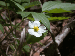 Fragaria californica Californian Strawberry Fragaria californica Californian Strawberry