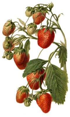 Fragaria x ananassa Strawberry Fragaria x ananassa Strawberry