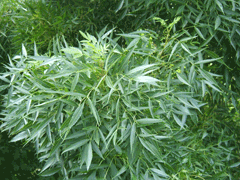 Fraxinus angustifolia Narrow-Leaved Ash Fraxinus angustifolia Narrow-Leaved Ash