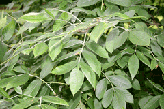 Fraxinus latifolia Oregon Ash Fraxinus latifolia Oregon Ash