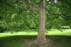 Fraxinus latifolia Oregon Ash Fraxinus latifolia Oregon Ash