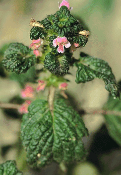 Galeopsis bifida Splitlip hempnettle Galeopsis bifida Splitlip hempnettle