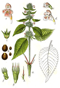Galeopsis tetrahit Common Hemp Nettle, Brittlestem hempnettle Galeopsis tetrahit Common Hemp Nettle, Brittlestem hempnettle