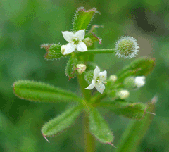 Galium aparine Goosegrass, Coachweed, Catchweed, Stickywilly