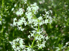 Galium mollugo Hedge Bedstraw, False baby Galium mollugo Hedge Bedstraw, False baby