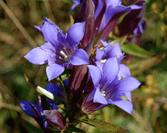 Gentiana puberulenta Downy gentian Gentiana puberulenta Downy gentian