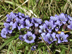 Gentiana scabra Long Dan Cao Gentiana scabra Long Dan Cao