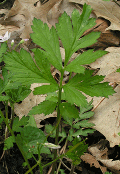 Geum canadense White Avens, Texan avens Geum canadense White Avens, Texan avens