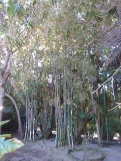 Gigantochloa albociliata Clumping bamboo Gigantochloa albociliata Clumping bamboo