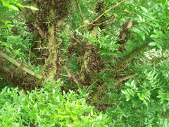Gleditsia sinensis Locust Gleditsia sinensis Locust