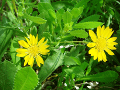 Grindelia squarrosa Rosin Weed, Curlycup gumweed Grindelia squarrosa Rosin Weed, Curlycup gumweed