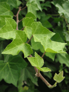 Hedera helix Ivy, English ivy, Algerian ivy, Baltic Ivy, Common Ivy Hedera helix Ivy, English ivy, Algerian ivy, Baltic Ivy, Common Ivy
