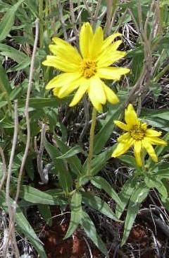 Helianthus cusickii Cusick
